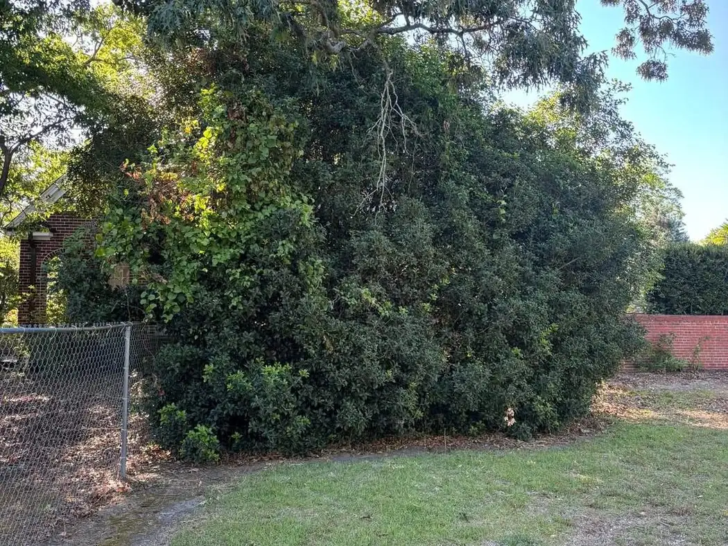 Field cut down with a bush hog by Carolina Turf & Lawn